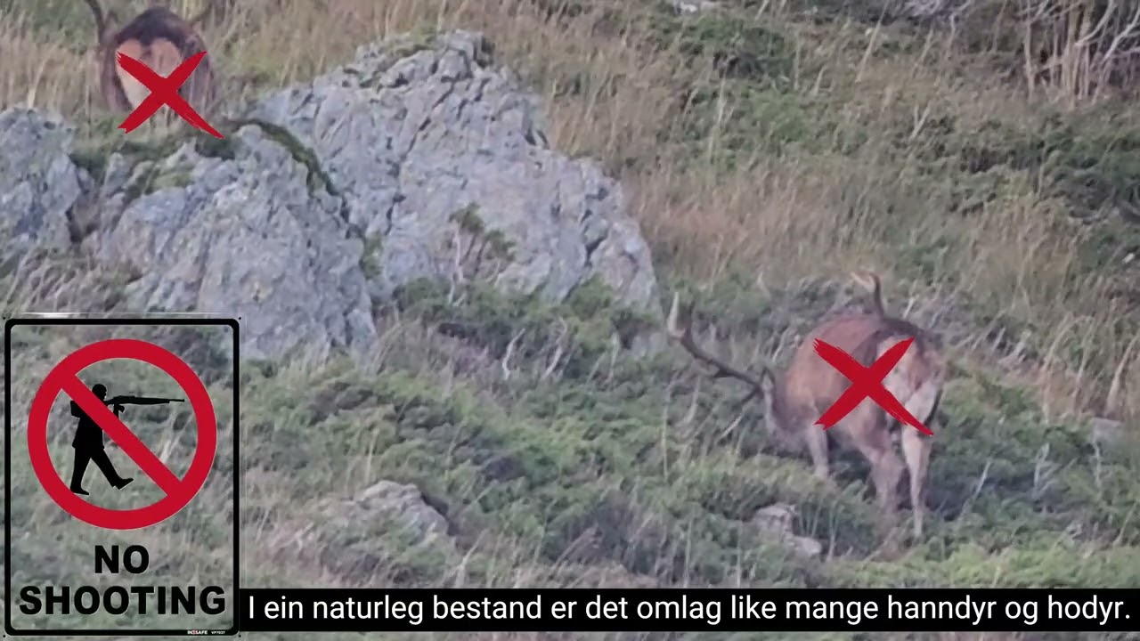 Bremanger Kommune: Rettleiar for felling av bukk, 2 år og eldre