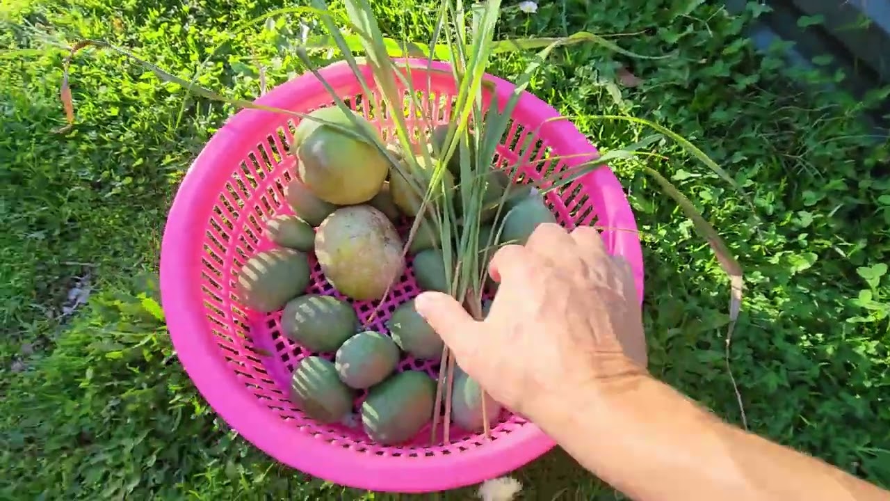 Сбор экзотических фруктов и трав поздней осенью в Мельбурне 🍂