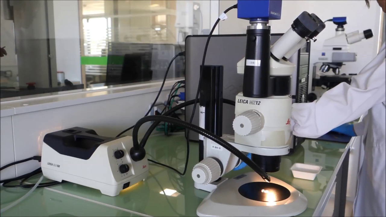 Continuous melt granulation with Precirol® ATO 5 for taste masking