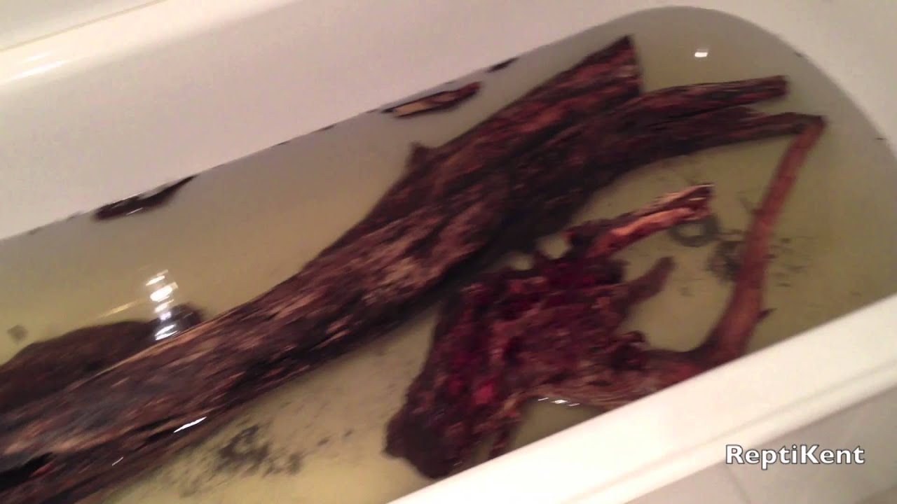 How To Treat Logs For Your Reptile Enclosures