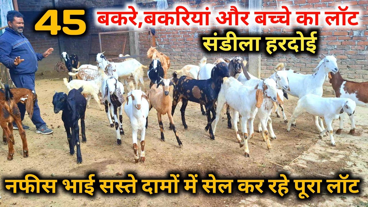 45 बकरे,बकरियां,और बच्चों का लॉट |नफीस भाई सस्ते दामों में बेच रहे |Hardoi goat farm | Goat farming