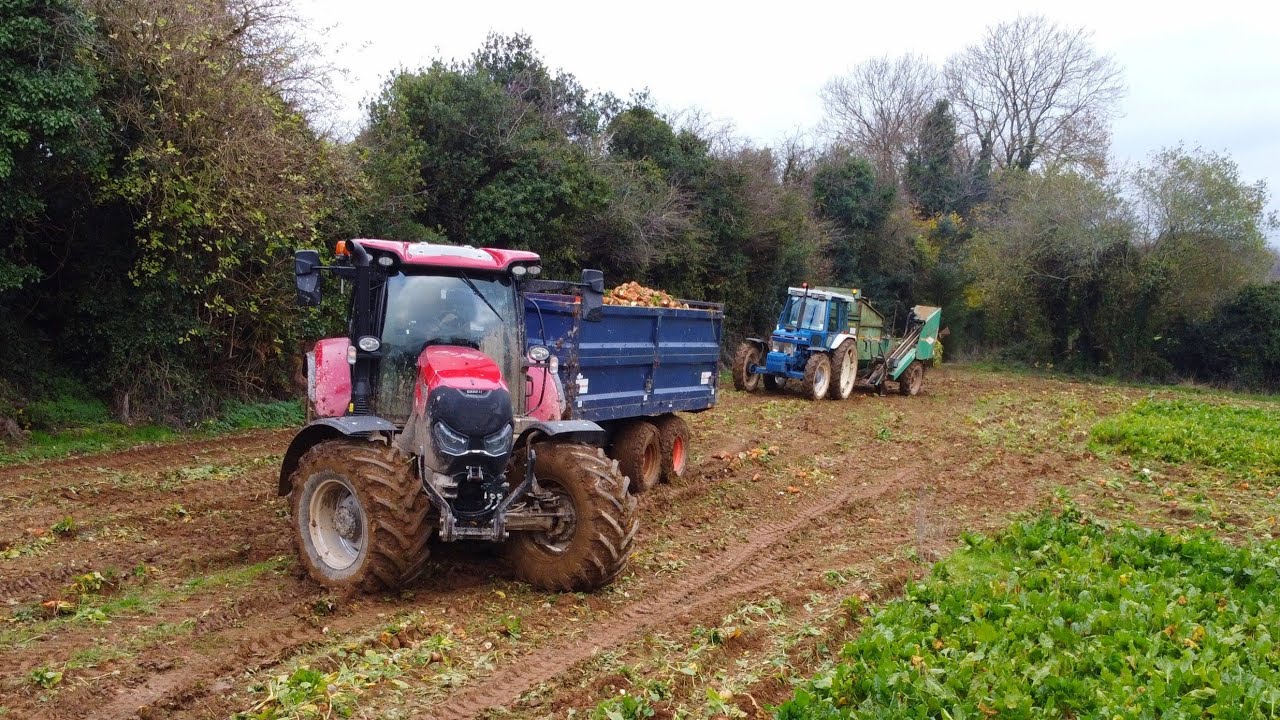 Lifting Fodder Beet 2022 In County Wicklow, Ireland 🇮🇪!!! ~ Case Maxxum 150!!! Ford 7610!