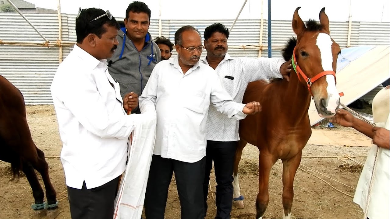 SINDHI HORSE DEAL Sarpanch Wagh Bhau Yeola || SARANGKHEDA