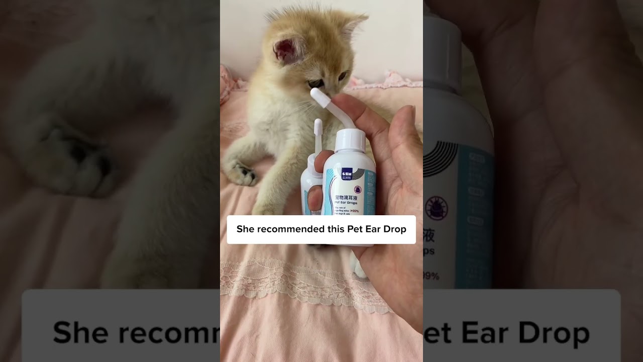 Советы по уходу за котёнком! 🐱