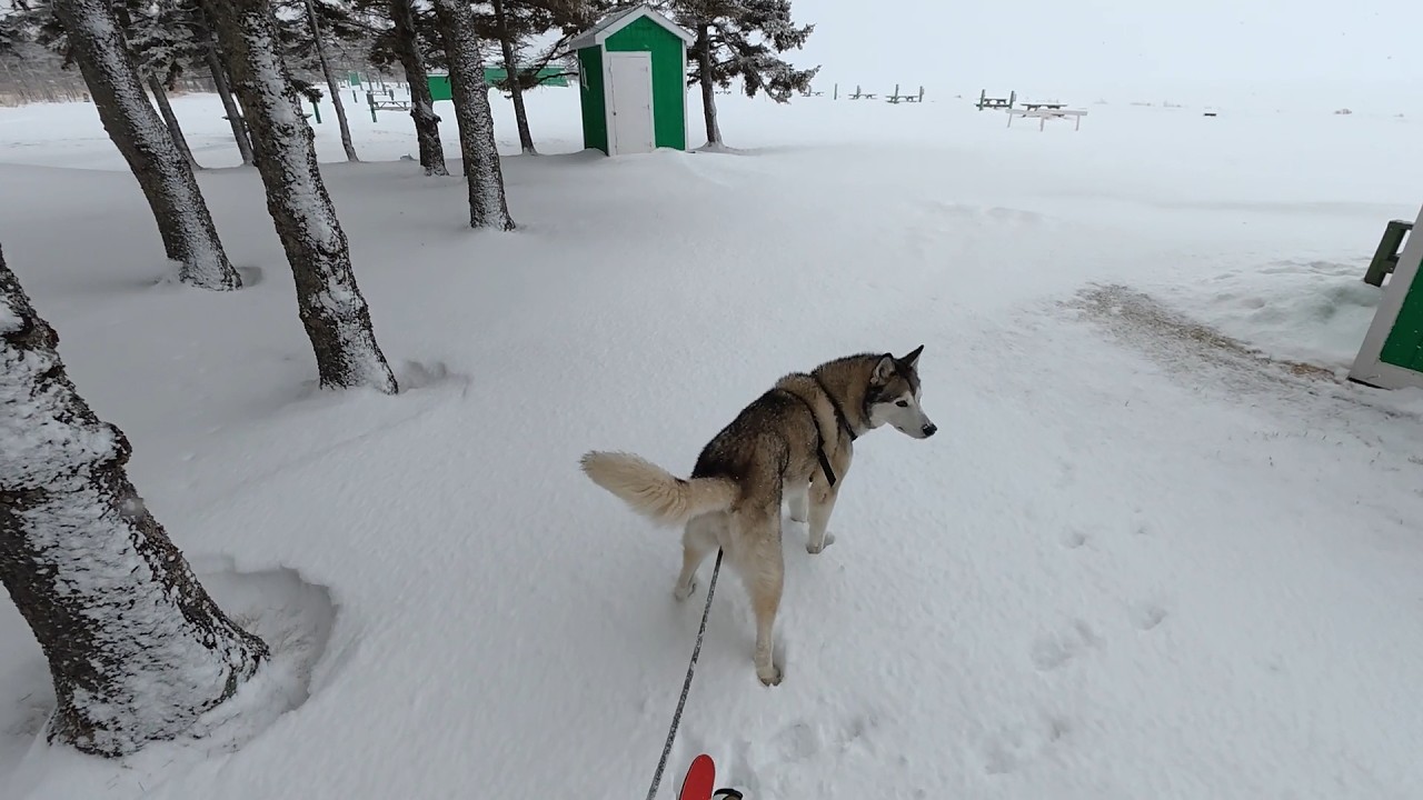 A Bad Skier and a Husky Check out a Frozen Beach