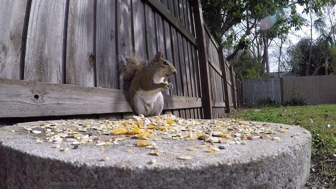 1 Hour of Eastern Gray Squirrels eating close up |  Great video for Dogs and Cats