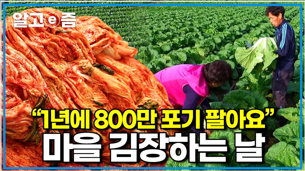 1년에 800만 포기씩 팔리는 괴산 90일 배추 수확 날 열린 마을 김장 잔치｜한국기행｜알고e즘