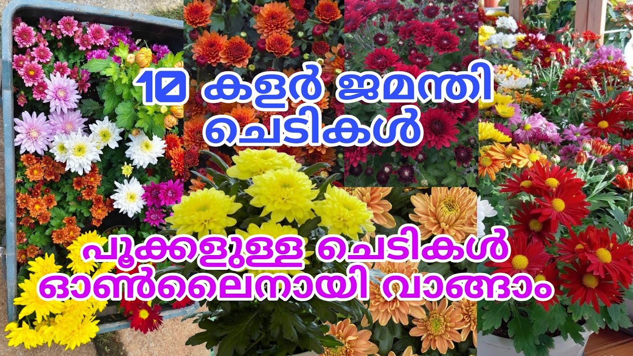 😍🔥🌺 10 കളർ ഹൈബ്രിഡ് ജമന്തി ചെടികൾ വാങ്ങാം കേരളത്തിൽ എവിടെയും ഷിപ്പിംഗ് ചാർജ് ഇല്ലാതെ #reels#viral 