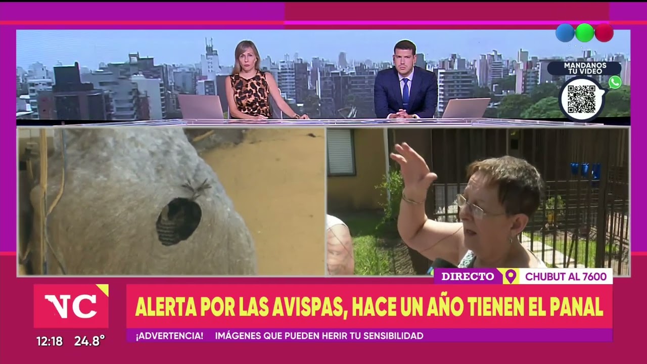 Convivir con las avispas ► TELEFE ROSARIO
