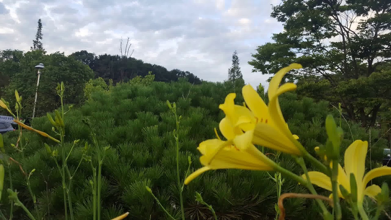 #모란동백 #조영남 #색소폰연주 #김상묵
