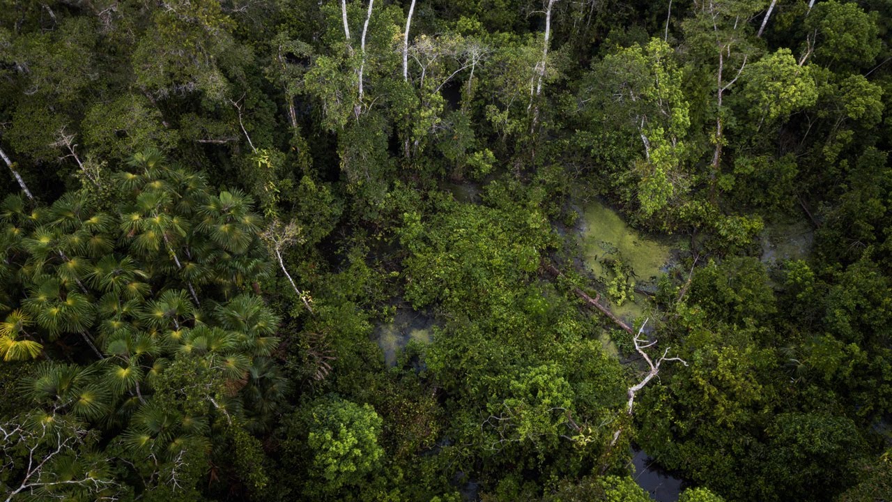 Amazon Rainforest Sounds - Dawn in the Colombian Jungle