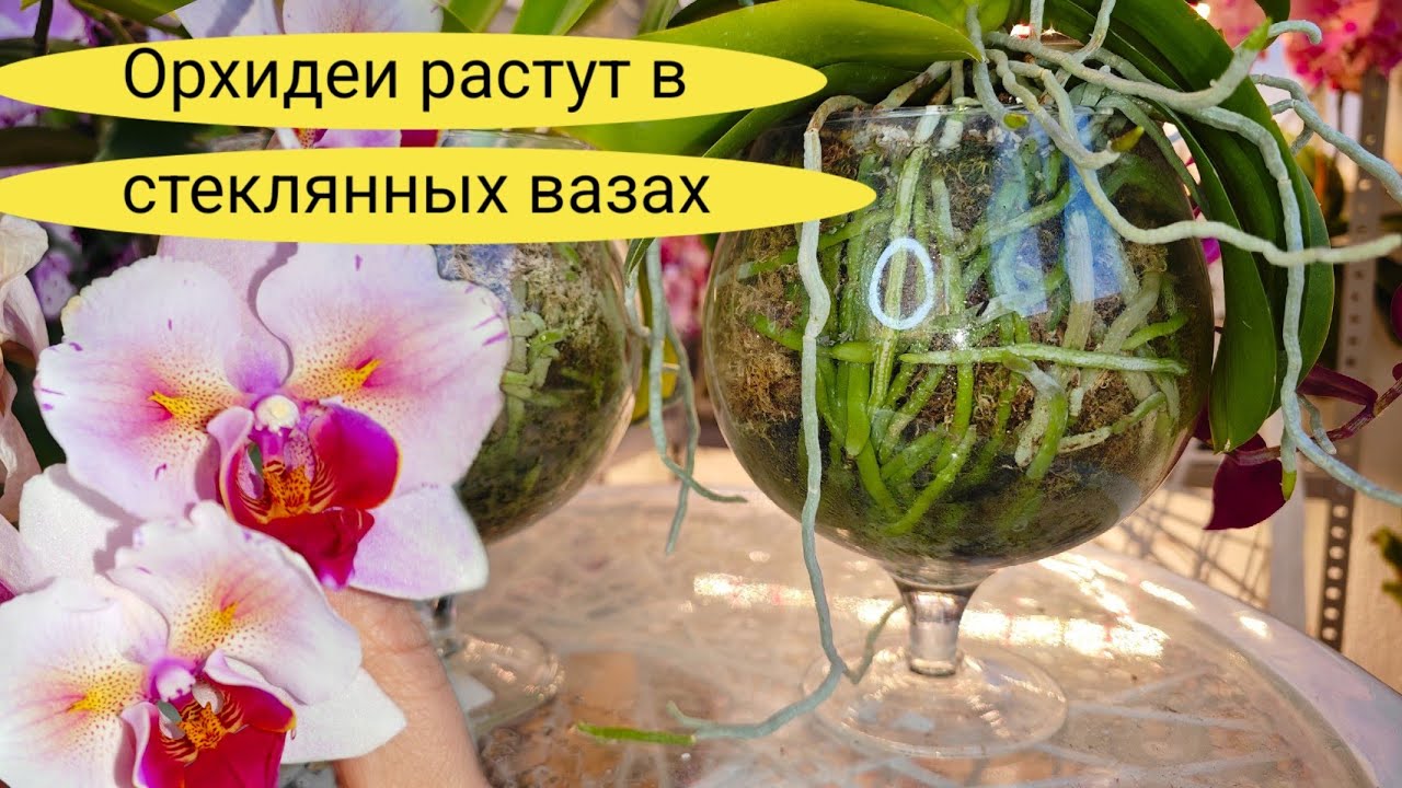 Орхидеи в СТЕКЛЯННЫХ вазах РАСТУТ как БЕЗУМНЫЕ/ Уход за орхидеями в Закрытой Системе