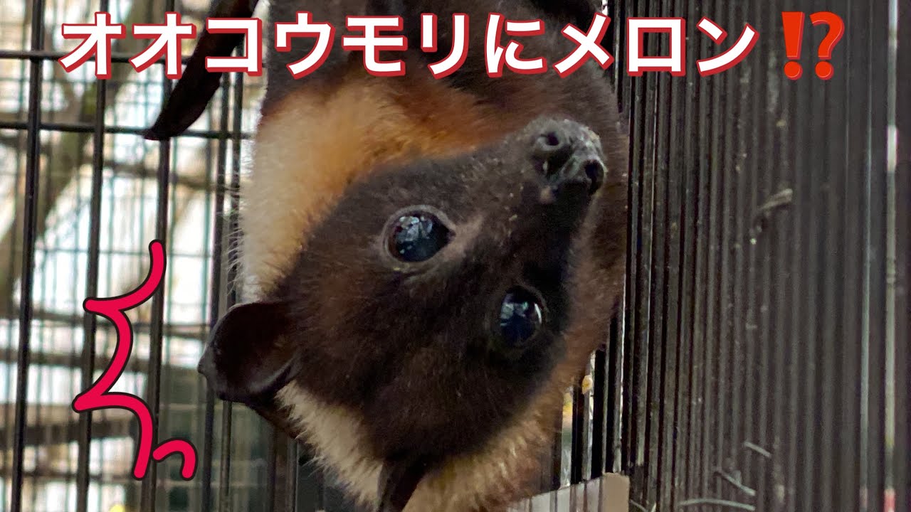 オオコウモリに初めてメロンを与えてみたら・・・