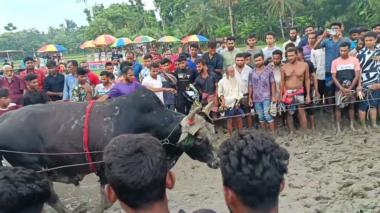 গরুর লড়াই করার জন্য নিয়ে আসছে বিশাল বড় একটা গরু
