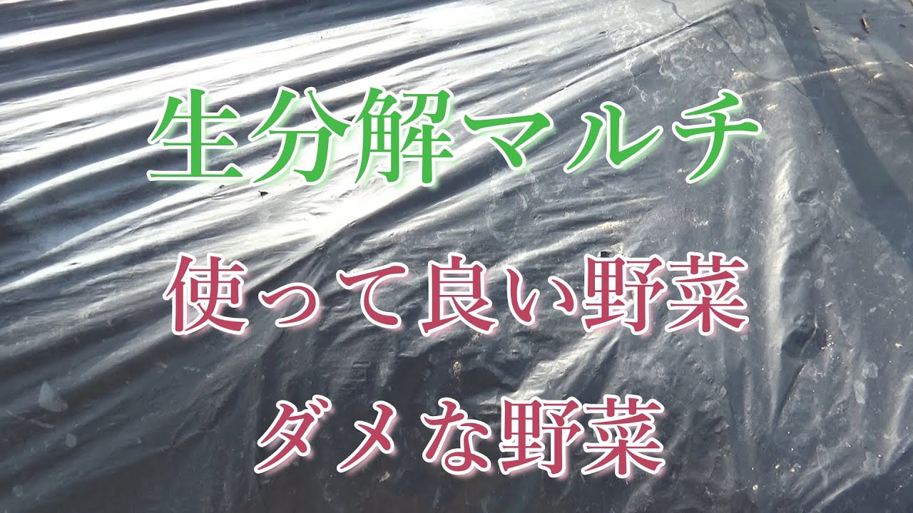 生分解マルチについてと「地ばえキュウリ」L字仕立ての中間報告