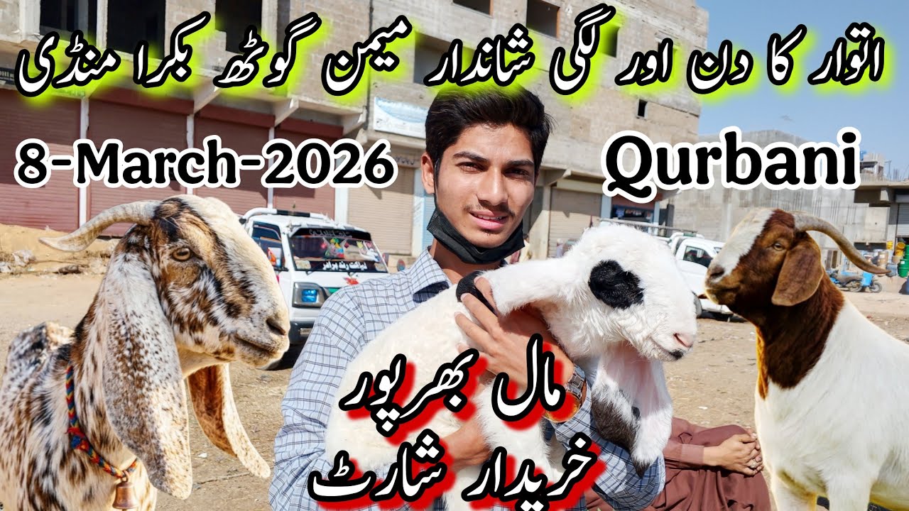 Sunday Memon Goth Bakra Mandi 🚨 | Bakra Mandi Rates Updates | 8-3-2026 | Qurbani 2026 | @AhmedKSath 