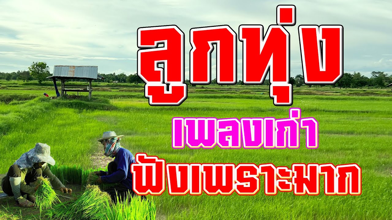 รวมเพลงลูกทุ่งเก่าเพราะมาก