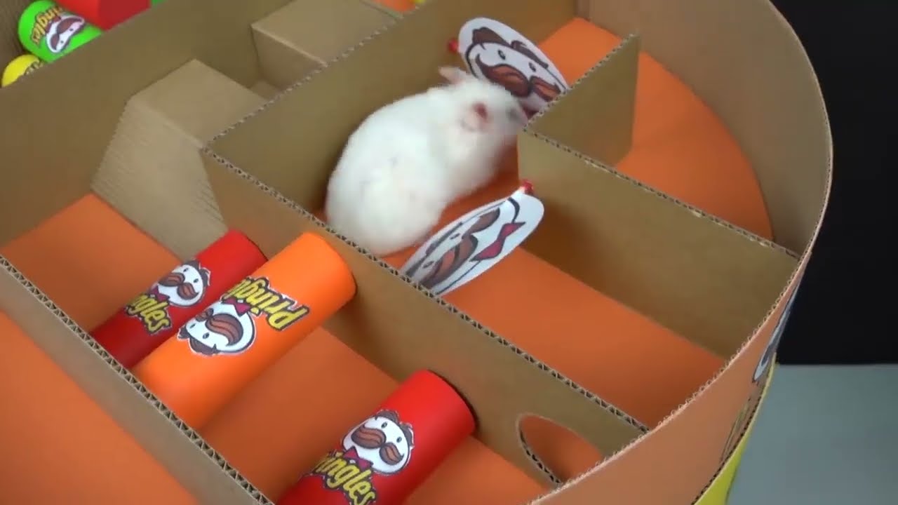 Hamster Pringles Maze