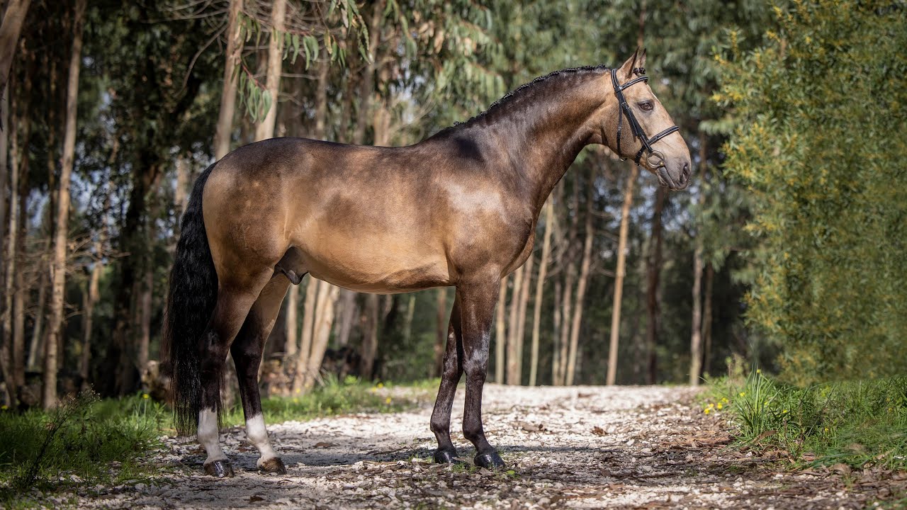 **SOLD** Piro Free Golden Veiga Stallion - perfect amateur horse (REF#329)