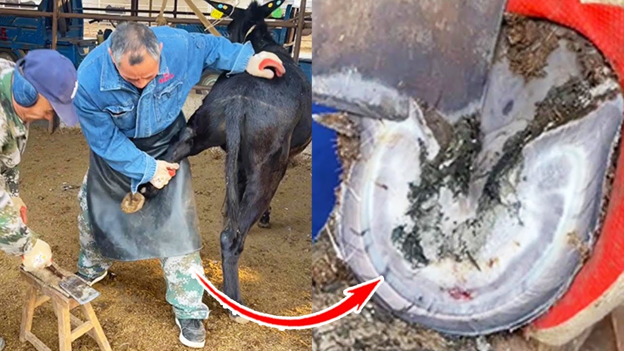 Lift the donkey's leg, complete hoof trimming video-ASMR-Donkey hoof cutting sound