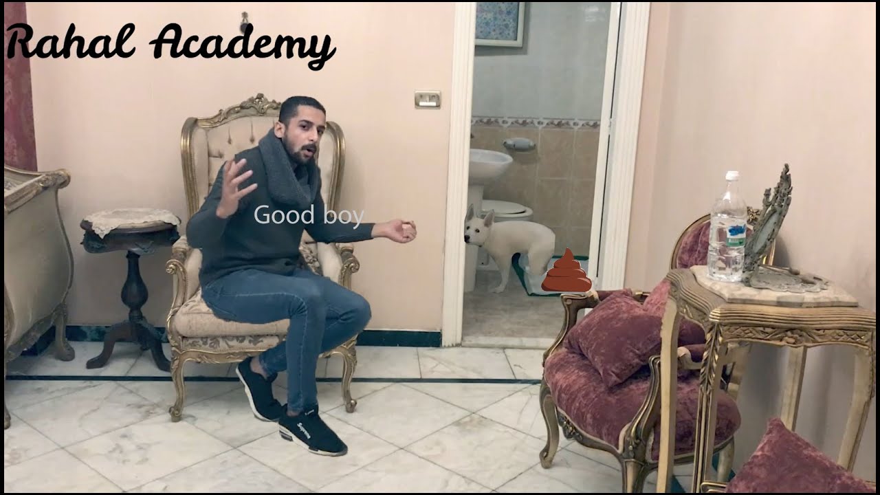 تعليم التويلت او الحمام لكلب وايت جيرمن و تحديد مكان الكلب