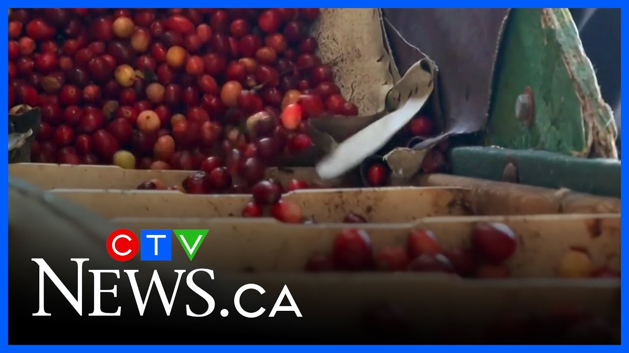 Bittersweet cranberry harvest in Ottawa