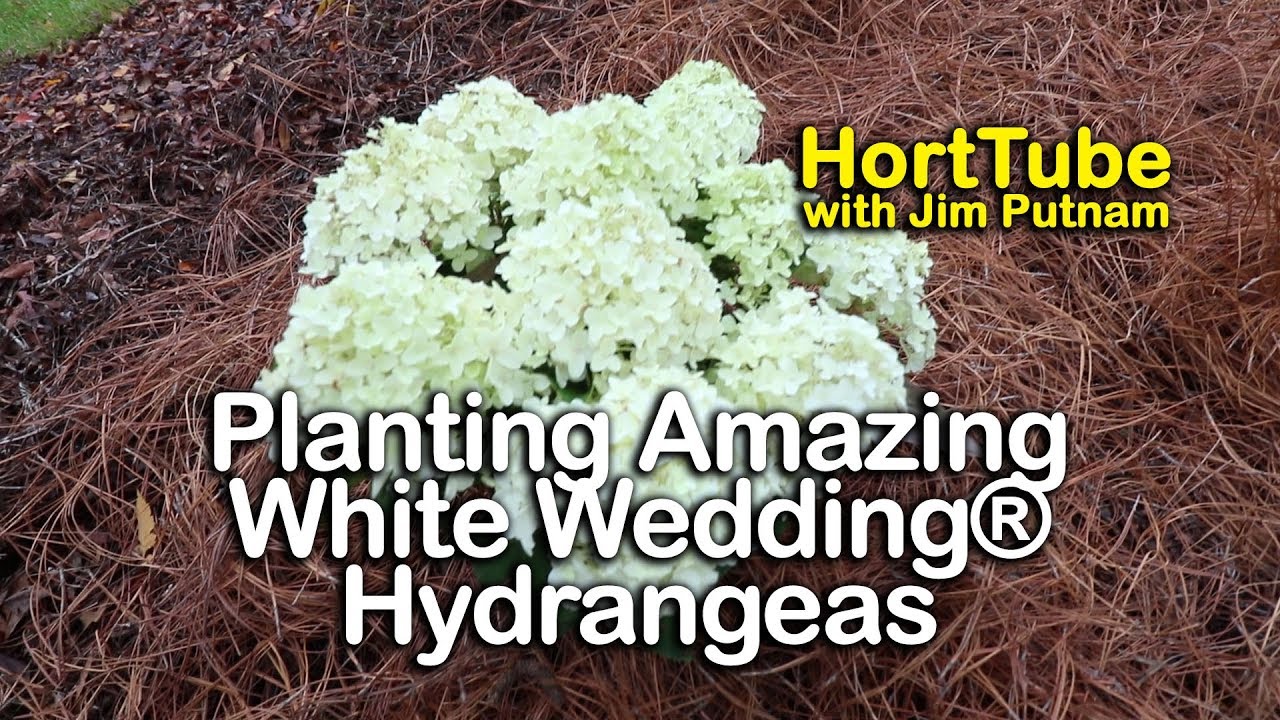 Why I Selected White Wedding® Hydrangeas - All Summer White Flowering  Hydrangea