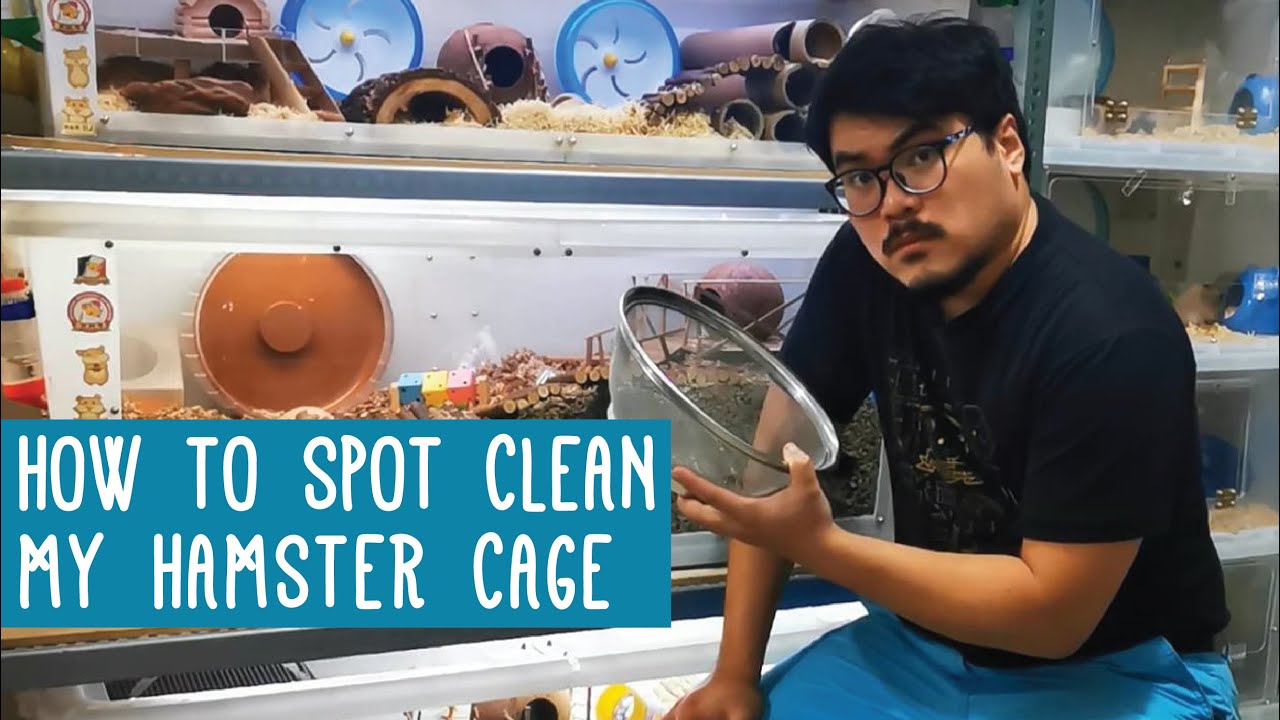 How to Spot Clean My Hamster Cage