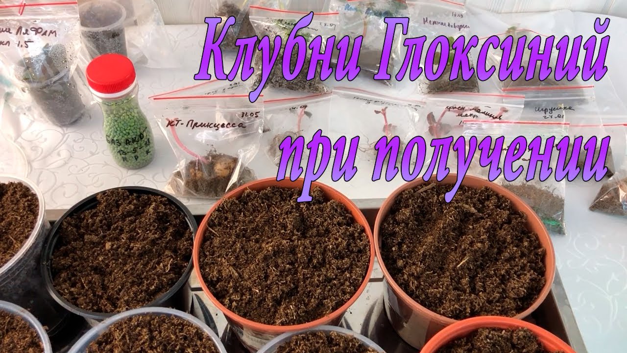 Клубни Глоксиний при получении