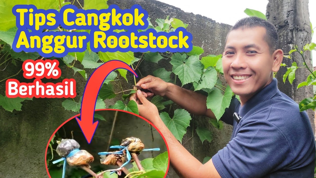 Teknik Terbaik Mencangkok Pohon Anggur Rootstock Import