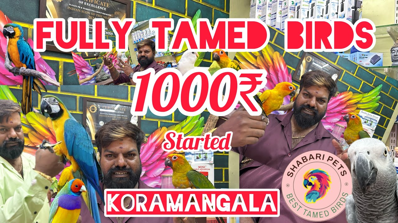Birds for sale | tamed birds for banglore | Shabari Pets | banglore pet market | best birds in India