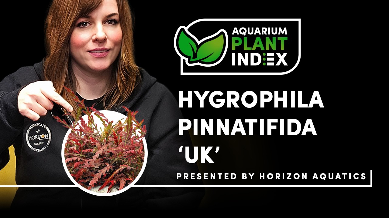 Hygrophila pinnatifida ‘UK’ – Идеальное декоративное растение для аквариумов с живыми растениями.