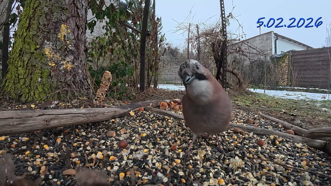 jako goście wiewiórki ! Kawki, sójki, rudzik, sierpówka, bogatki, modraszki, sosnówki !