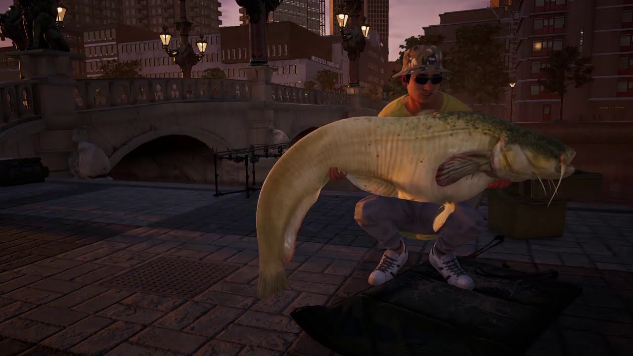 The Catch: Carp & Coarse Rotterdam Boss fish   BERKEL   (Siluro Wels   67,02  Kg.).