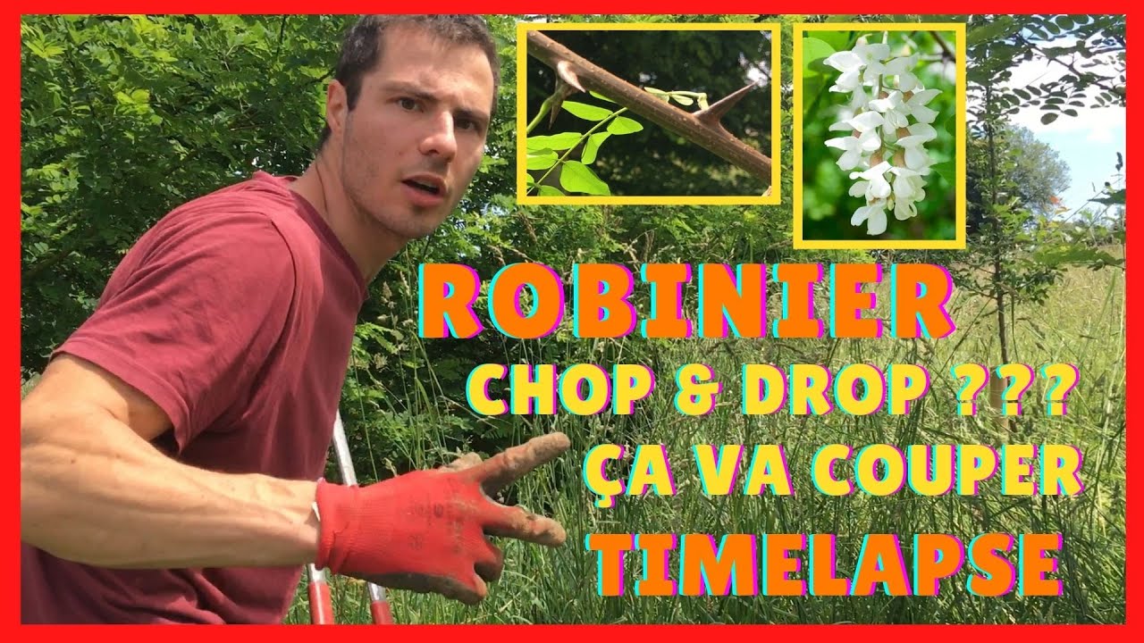 🔸 PAILLAGE DURABLE avec des BRANCHES ??? 🔸 Arbre Utile FIXATEUR D'AZOTE 🌳 Le ROBINIER 