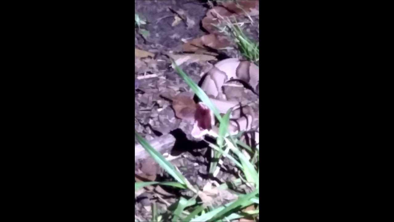 Copperhead eating a cicada