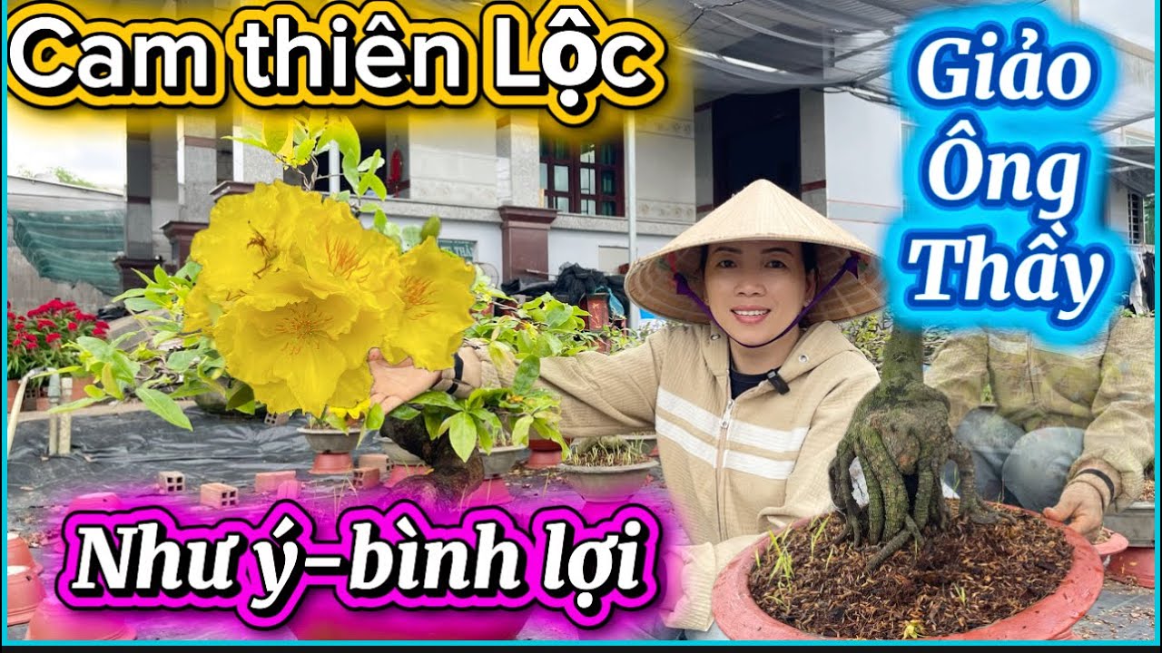 27-2-2026☎️0985 904 344📲mai giống giá rẻ cam thiên Lộc-giảo ông thầy báo mã số 