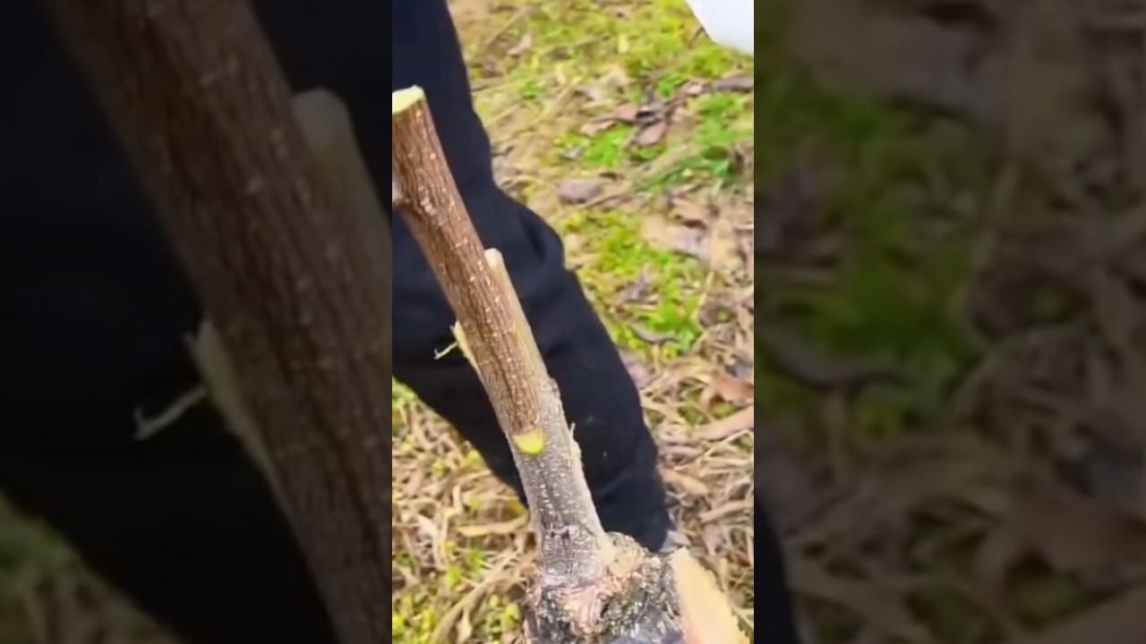 grafting Peach fruit plant 