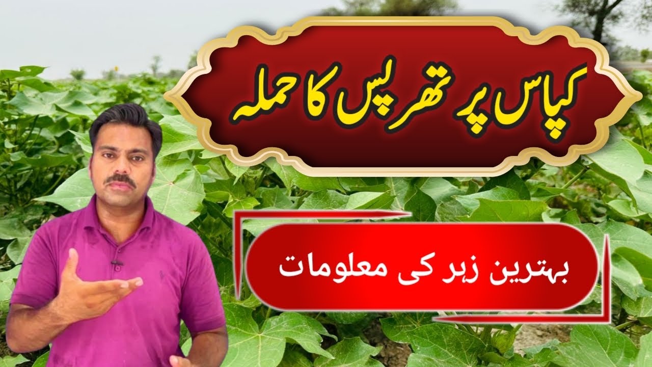 How to control thrips in cotton crop | Abid Ali Agrarian