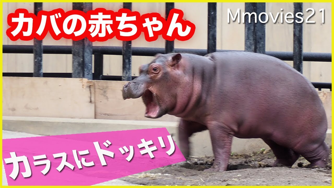 カラスにびっくり！恐る恐る近づくカバの赤ちゃん Hippo baby is surprised by crows