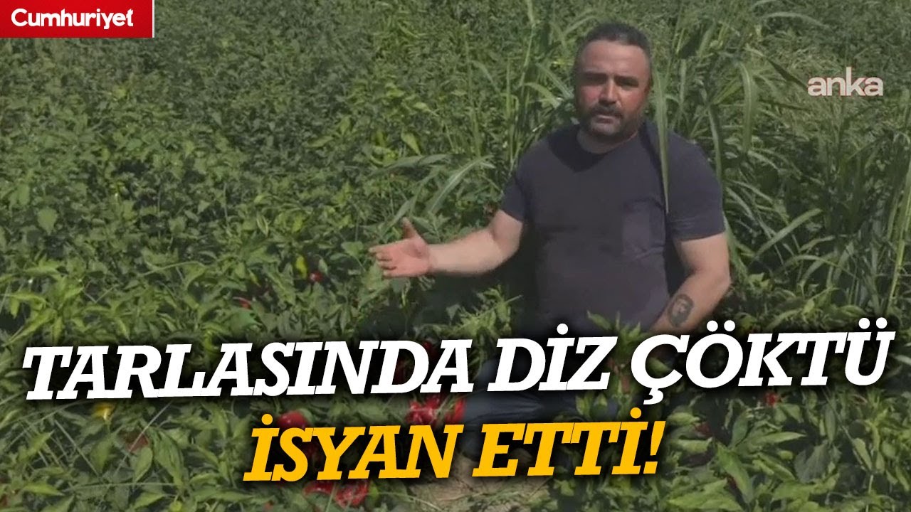 Tarlasında diz çöktü; isyan etti! 'Ben 8 liradan satıyorum, halk 70'e yiyor'