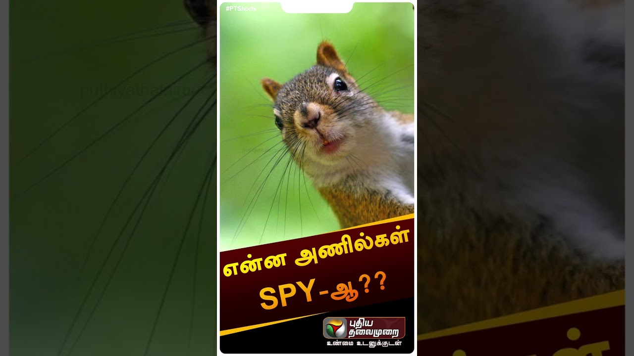 என்ன அணில்கள் SPY-ஆ?? | 