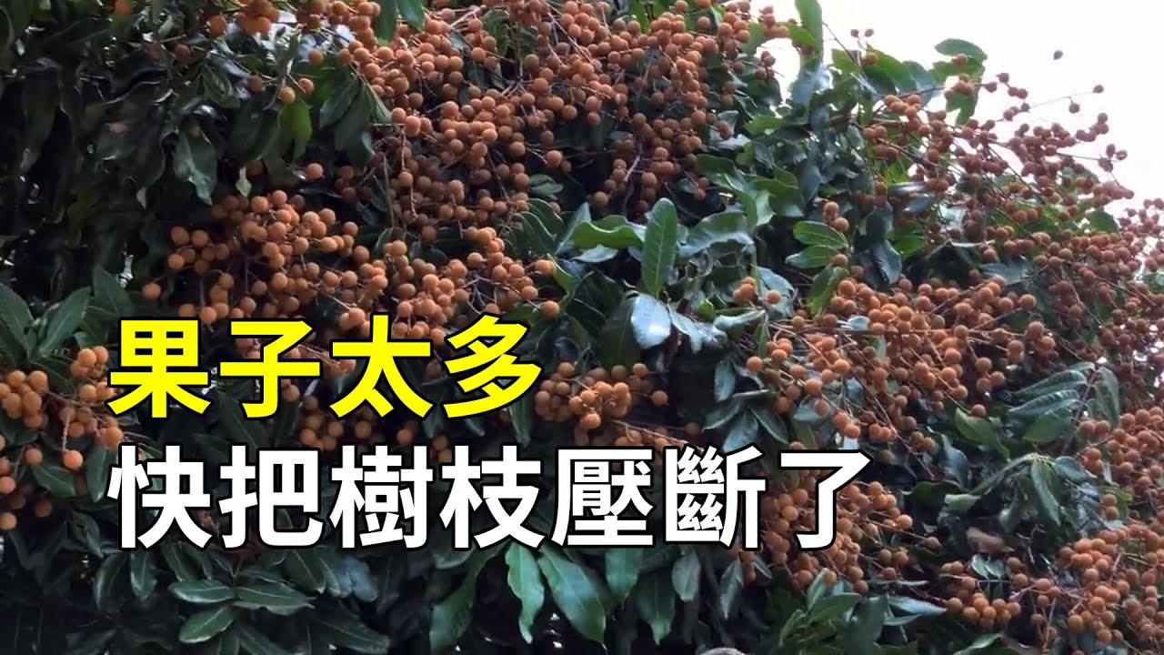 龍眼的一生，每一顆都來之不易