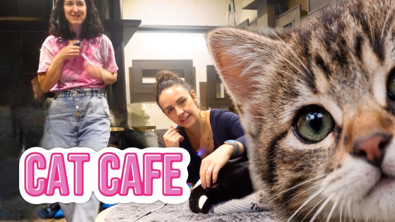 I went to London's CAT CAFE...worth it? Not sure!
