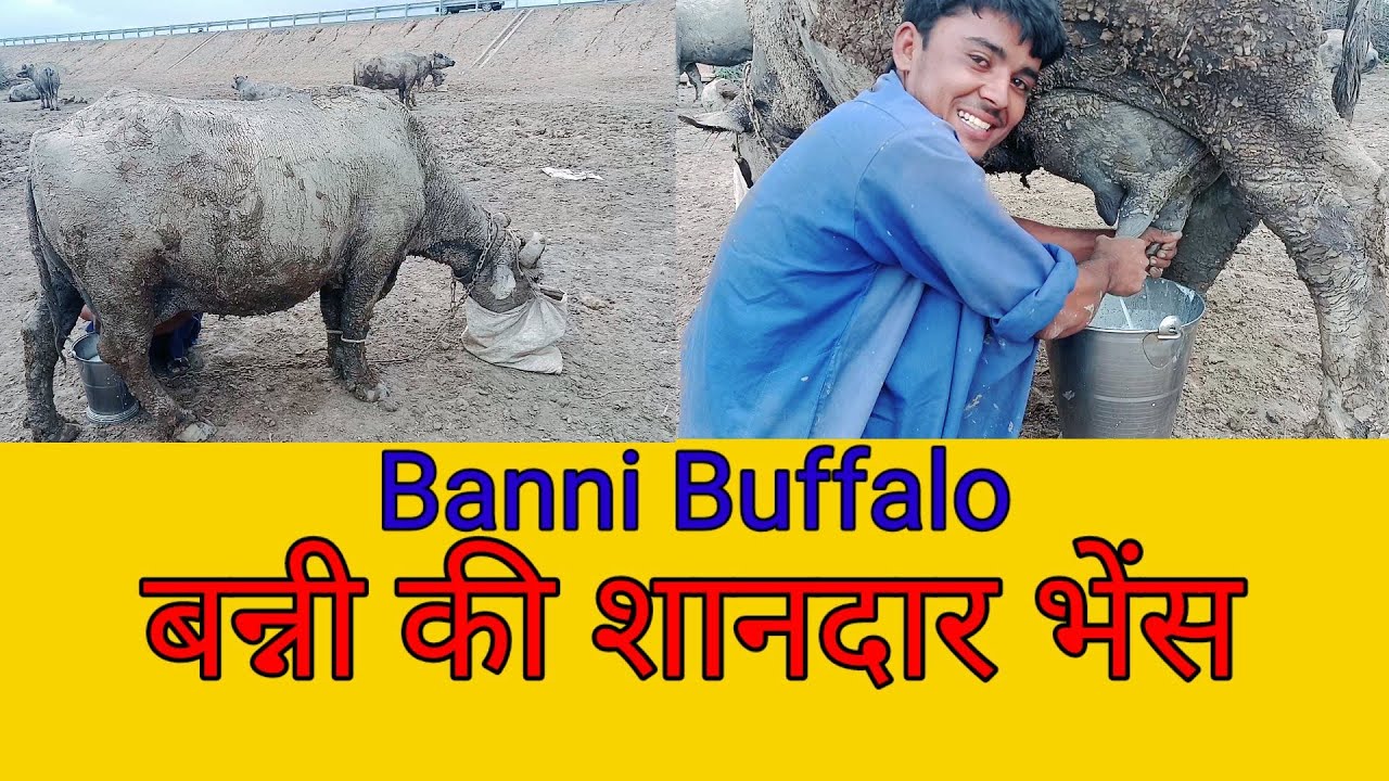 Original Buffaloes Of Banni# बन्नी की शानदार भेंस #bannibuffalo