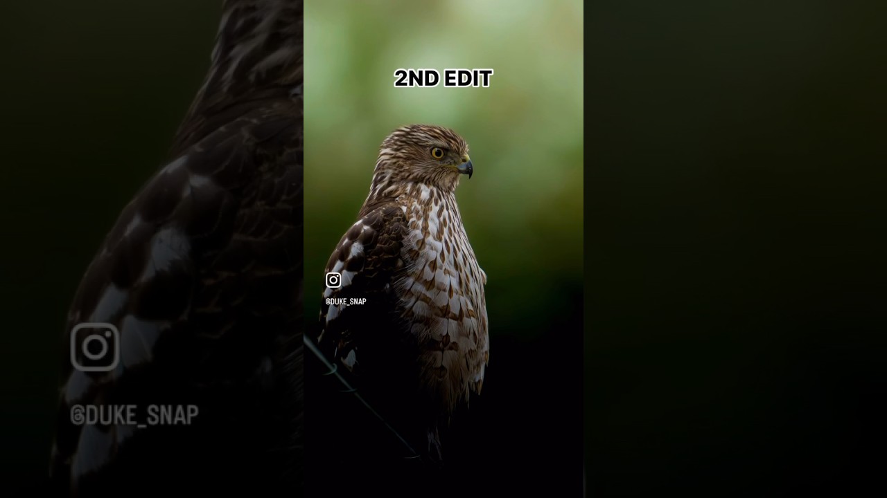 WHICH EDIT DO YOU LIKE? #wildlife #wildlifephotography #photography #lightroom #edit