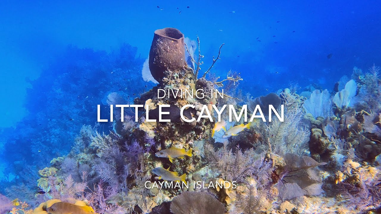 Scuba Diving in Little Cayman