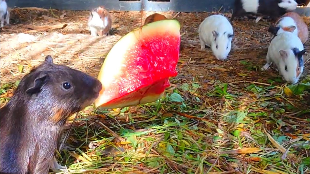 Asmr cute family guinea pig eating watermelon, video of a big pig eating, cute colorful guinea pig 