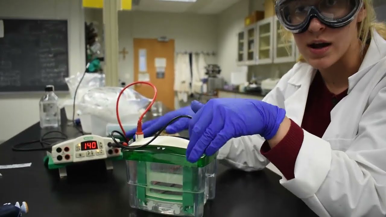 Chem 202 Affinity Lab (Electrophoresis)