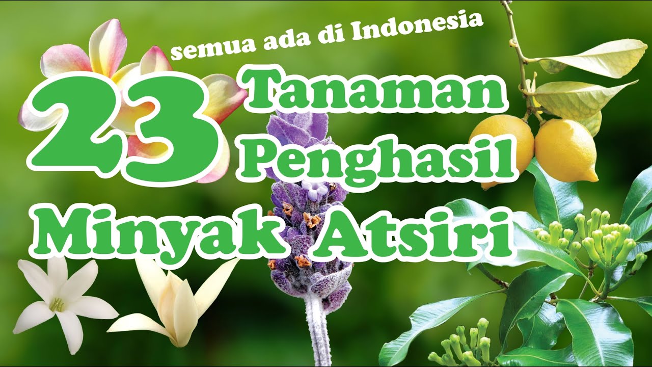 23 Tanaman Penghasil Minyak Atsiri